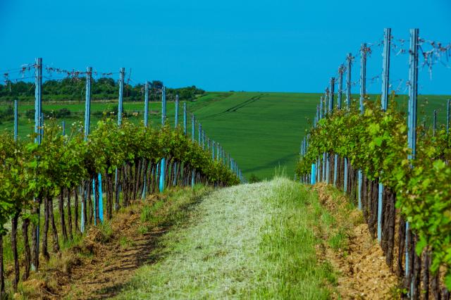 Chateau Topoľčianky