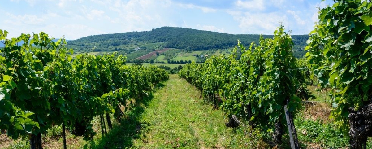 Vinohradnícka oblasť Tokaj